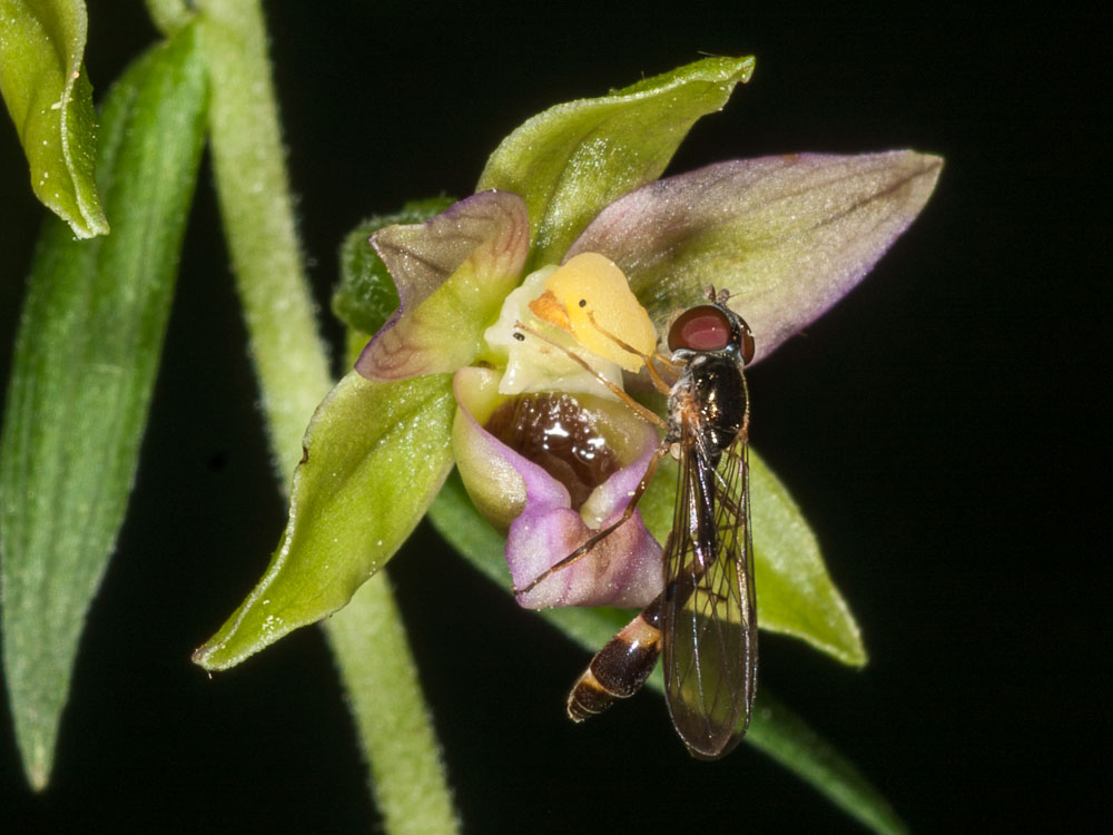 femmina di Baccha elongata (Syrphidae) su orchidea Epipactis